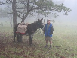 Burro at Baldy Skyline